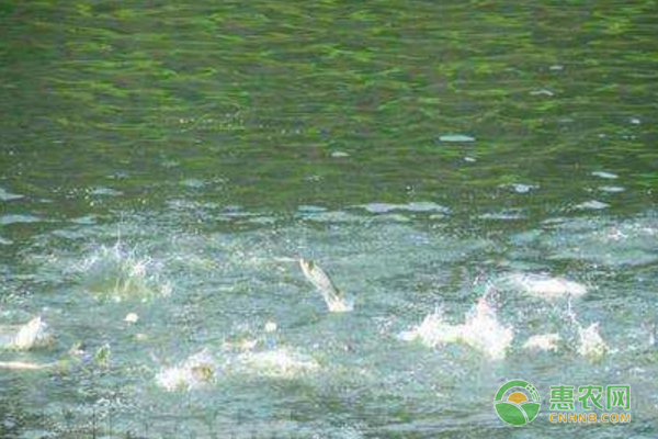 秋季魚塘病害多怎么辦？秋季魚塘發(fā)病原因及防控措施